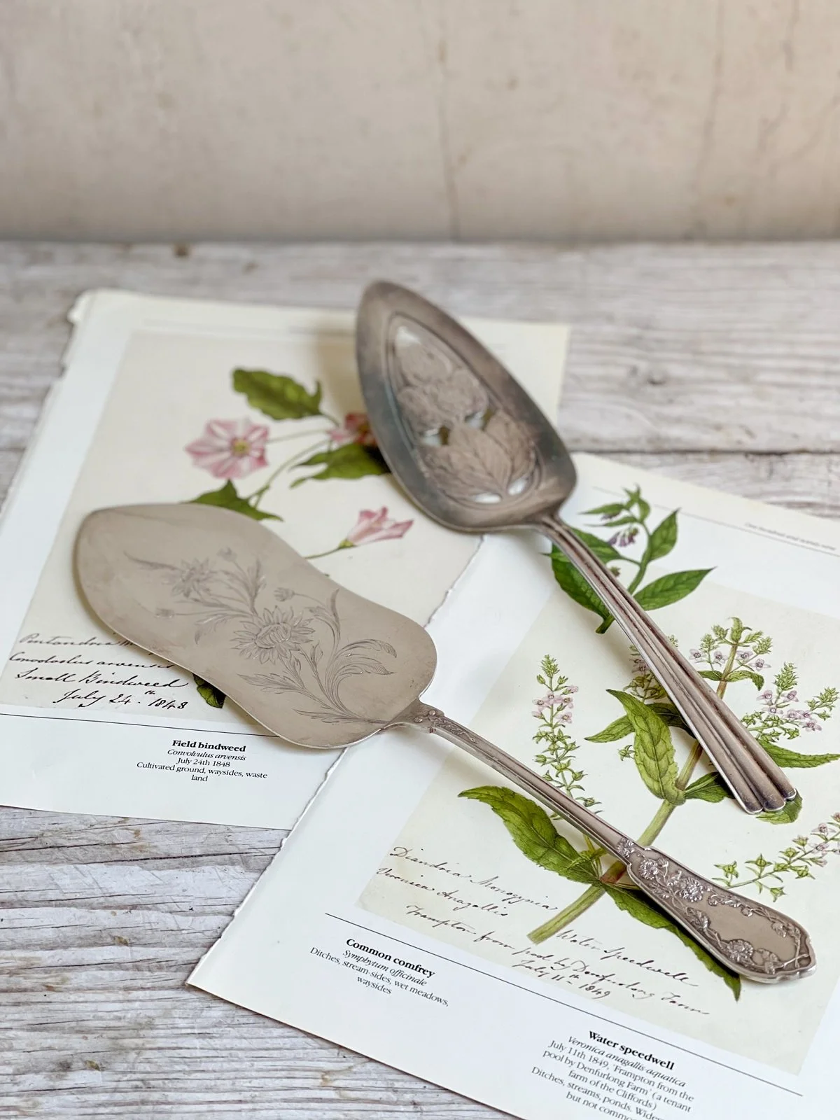 Pie spatula discount